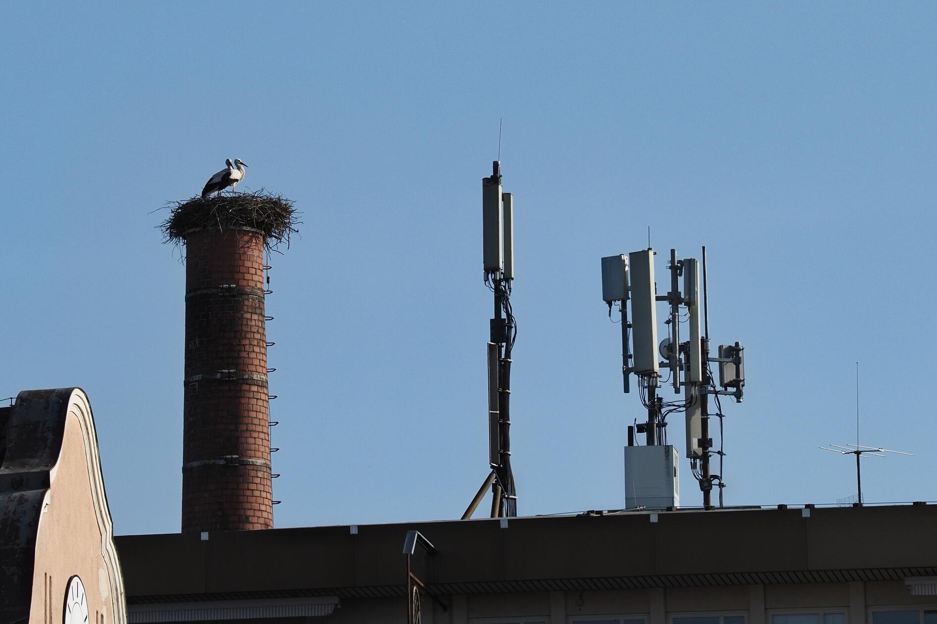 Dank optimalem Zugang zu modernen Kommunikationsmitteln kann das Storchenpaar auf dem Schlot der ehemaligen Leonischen Drahtwerke in Nürnberg-Mühlhof seinen Artgenossen stets den aktuellen Wetterbericht durchgeben.