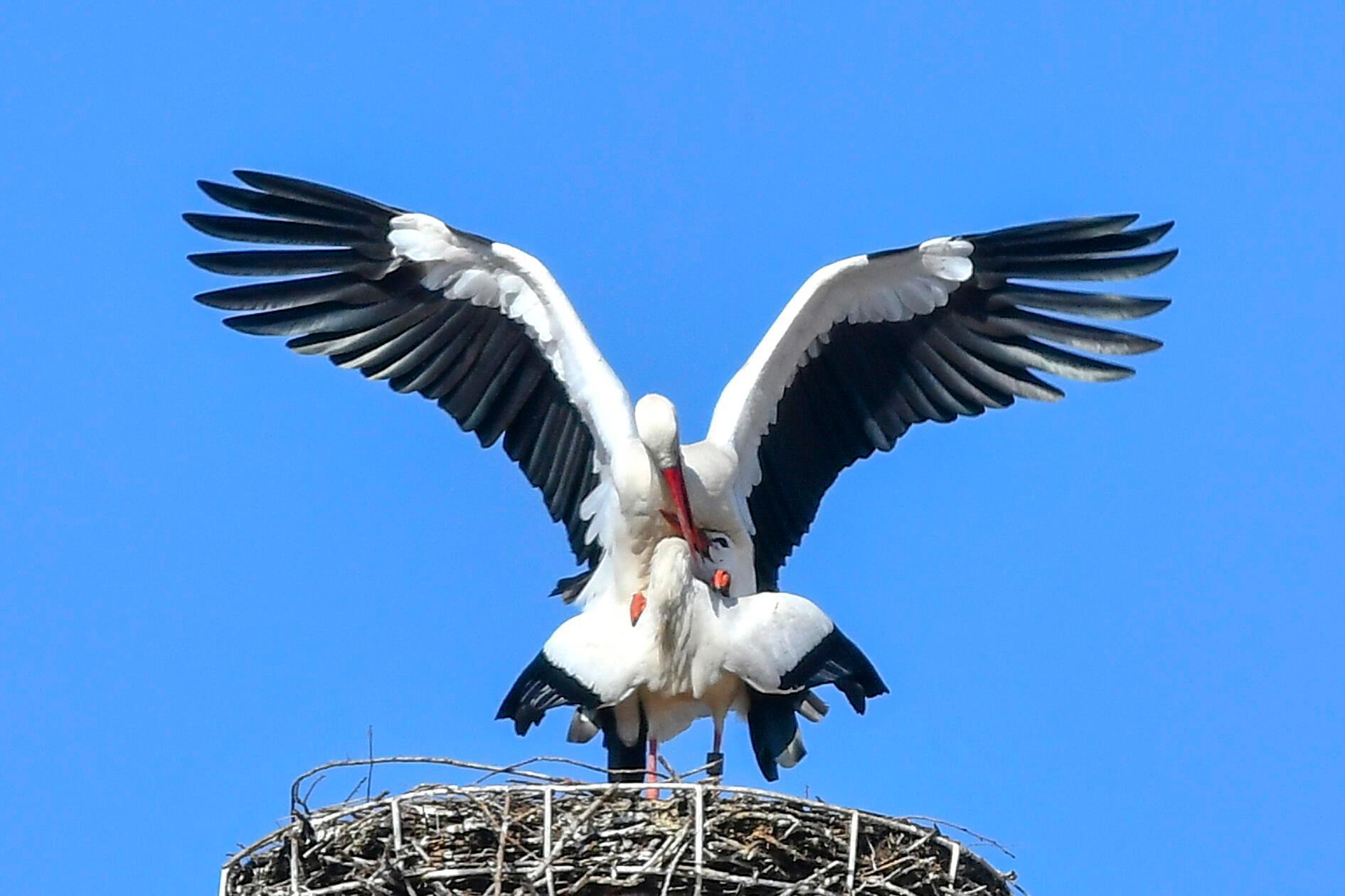 Störche gelten seit jeher als Glücksboten und stehen symbolisch für Fruchtbarkeit, Neubeginn und Hoffnung, am bekanntesten ist dabei der Mythos vom Storch als Kinderbringer.