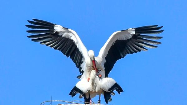 Störche gelten seit jeher als Glücksboten und stehen symbolisch für Fruchtbarkeit, Neubeginn und Hoffnung, am bekanntesten ist dabei der Mythos vom Storch als Kinderbringer.