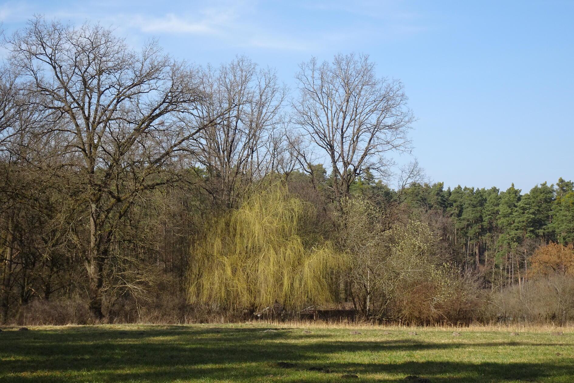 Die Trauerweide zeigt es auch, der Frühling ist schon da.