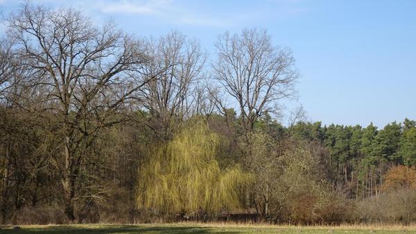 Die Trauerweide zeigt es auch, der Frühling ist schon da.