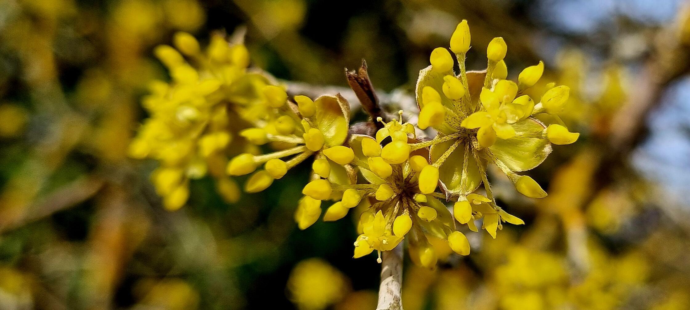 Eine blühende Kornelkirsche, gesehen von unserer Leserin.