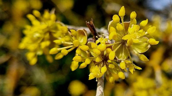 Eine blühende Kornelkirsche, gesehen von unserer Leserin.