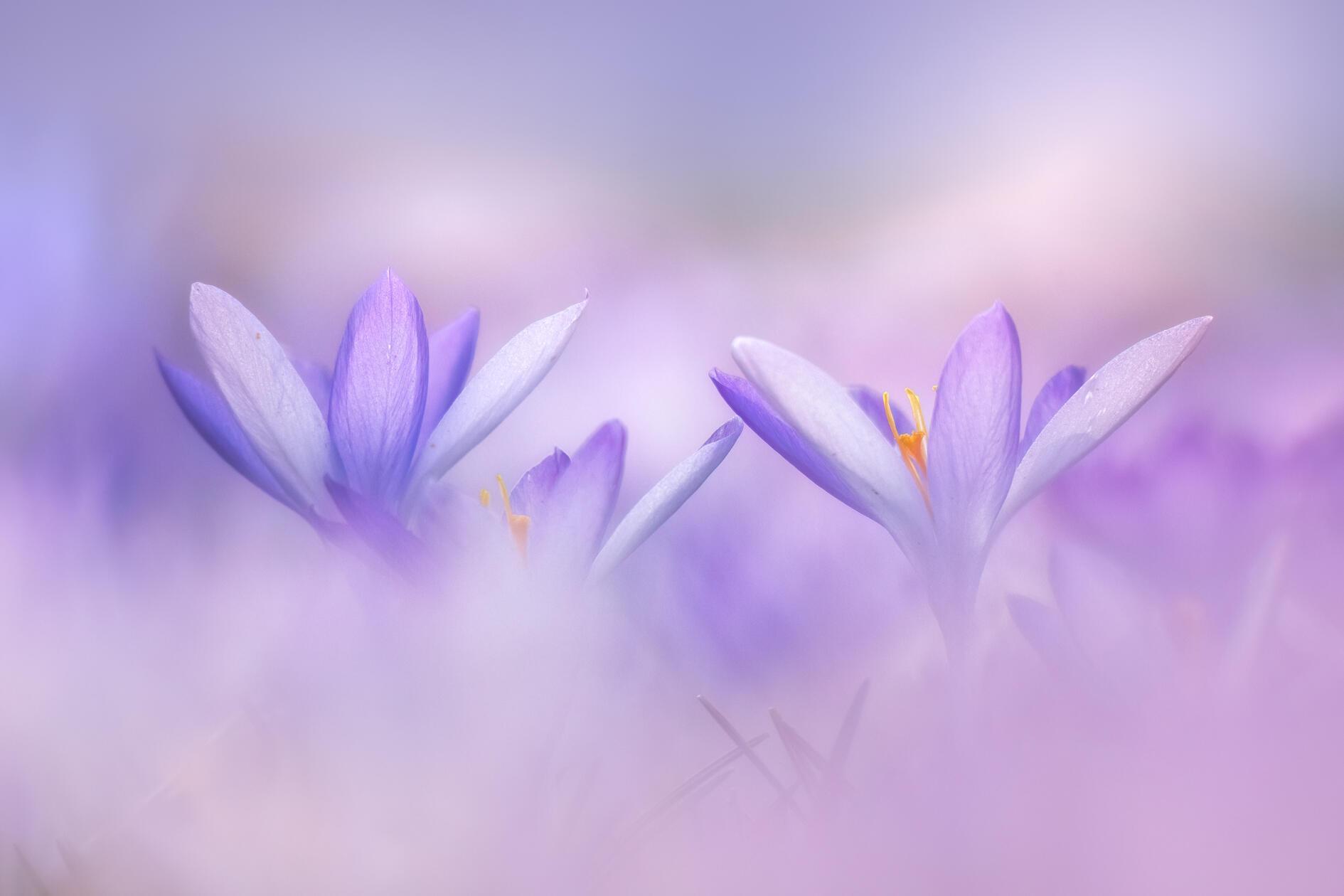 Im Stadtpark Schwabach hauen einen die Krokusse einfach um, laut unserer Leserin.