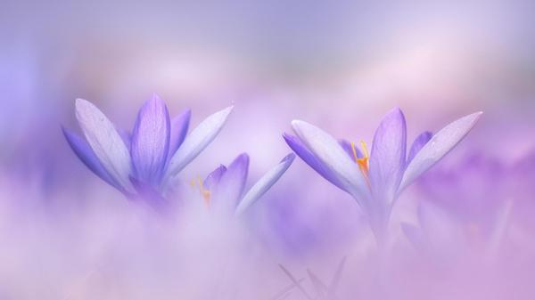Im Stadtpark Schwabach hauen einen die Krokusse einfach um, laut unserer Leserin.