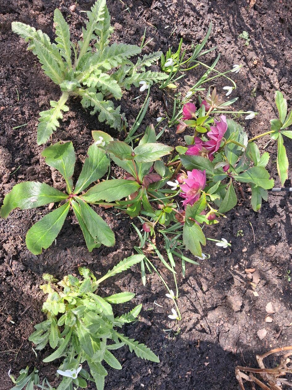 Winter , Frühling und Sommer auf einem Bild. Christrosen , Schneeglöckchen und das erste Grün für roten und weissen Mohn.
