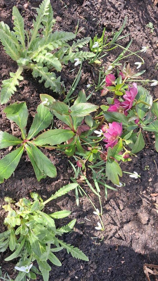 Winter , Frühling und Sommer auf einem Bild. Christrosen , Schneeglöckchen und das erste Grün für roten und weissen Mohn.