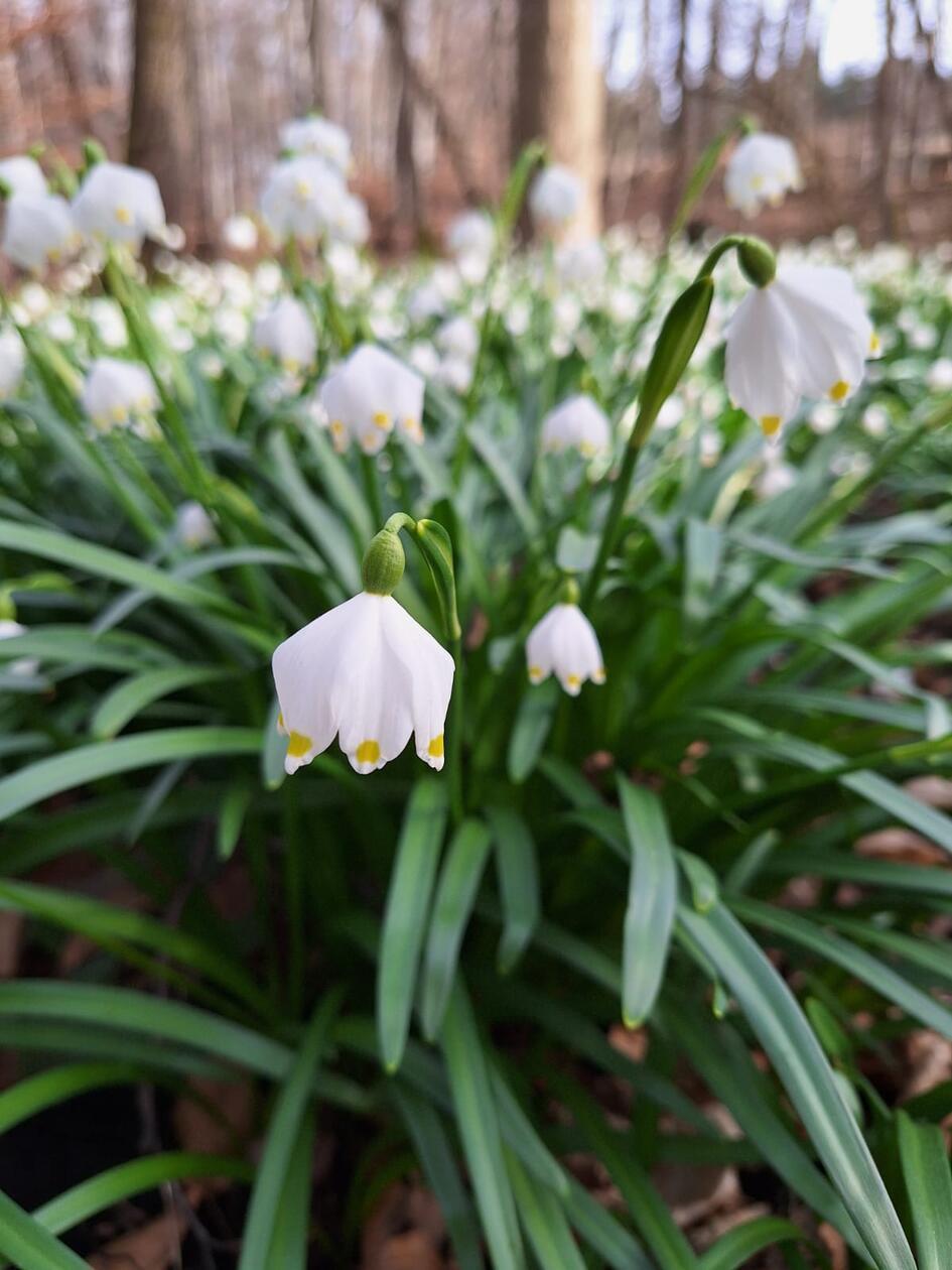 Bei einem Spaziergang durch den Märzenbecherwald, gesehen von unserer Leserin.