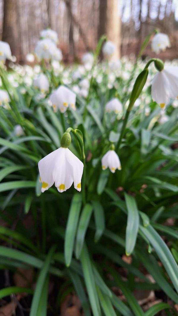 Bei einem Spaziergang durch den Märzenbecherwald, gesehen von unserer Leserin.