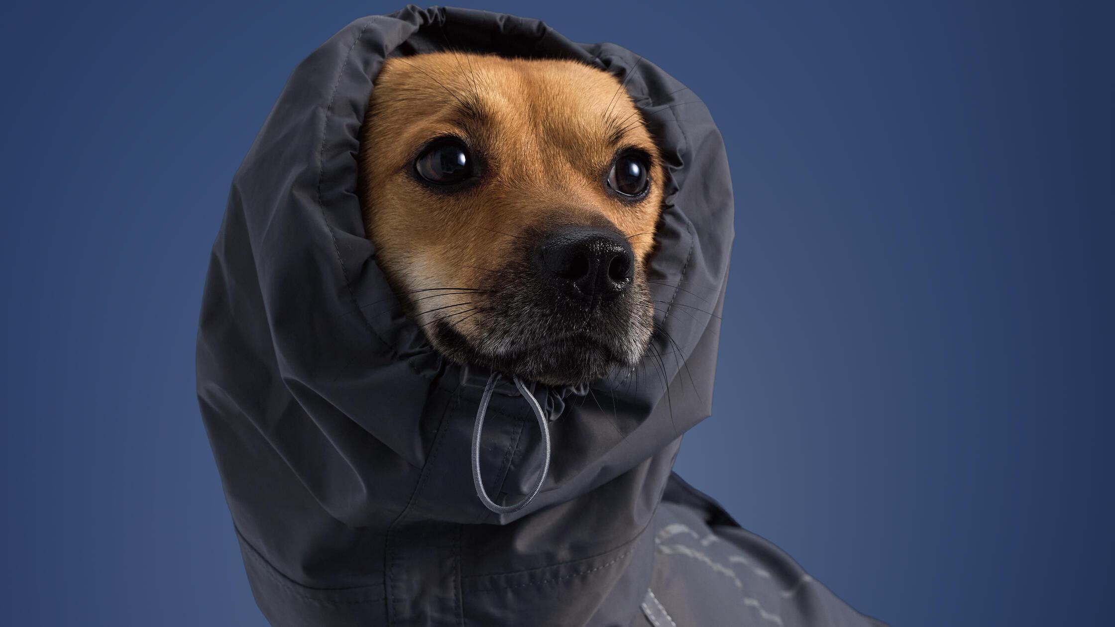 Adidas宠物-091863064