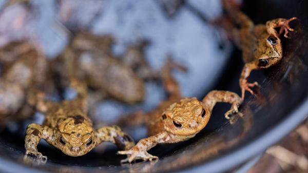 Erdkröten hocken in einem Eimer vor einem Fangzaun