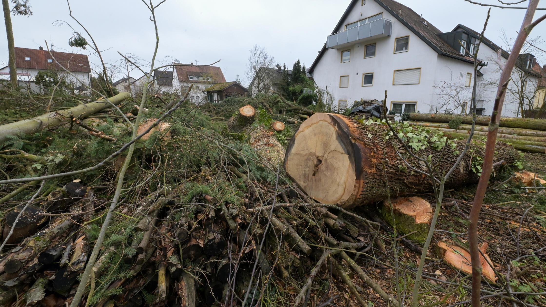 20260226_Baumfaellung2875