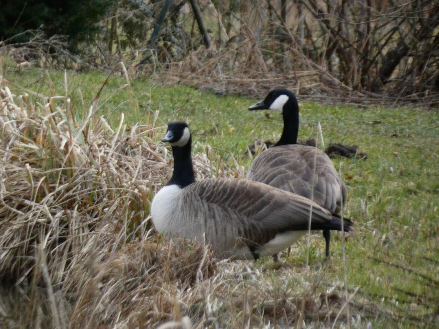Graugänse hat unsere Leserin Rosy Treu fotografiert.