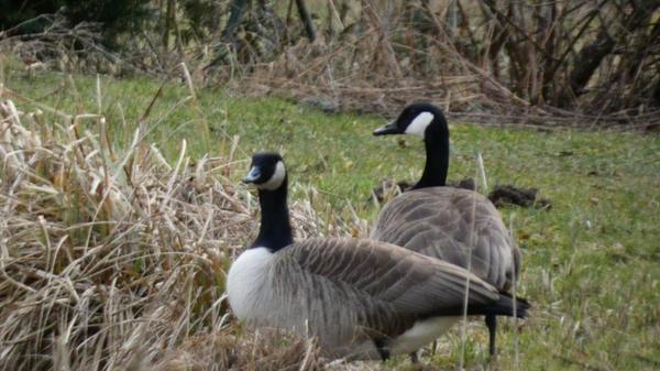 Graugänse hat unsere Leserin Rosy Treu fotografiert.