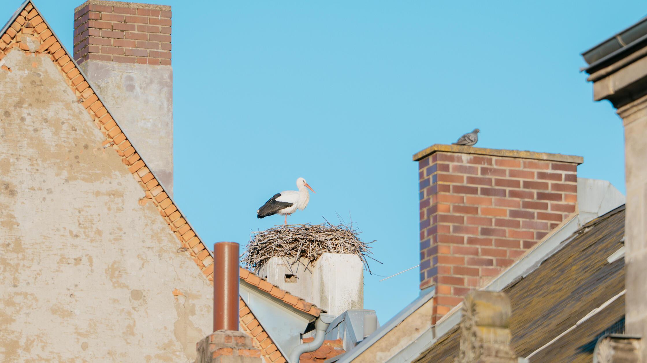 Storch in Fürth