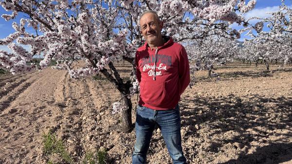 Am Fuß der Sierra Espuña bewirtschaftet José Jiménez eine Bio-Mandelplantage. Die Blützezeit findet er auch nach Jahrzehnten immer noch einzigartig.