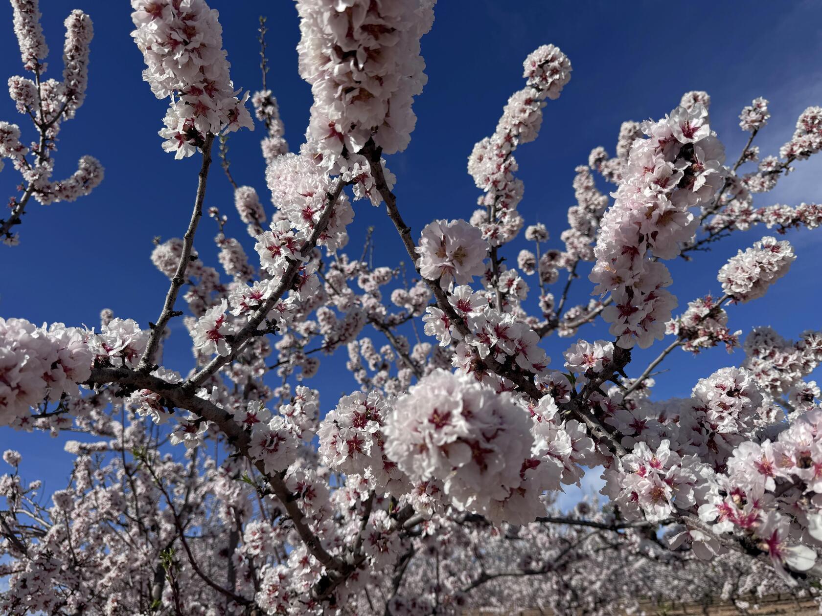 Blützen über Blützen in der Region Murcia.