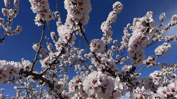 Blützen über Blützen in der Region Murcia.