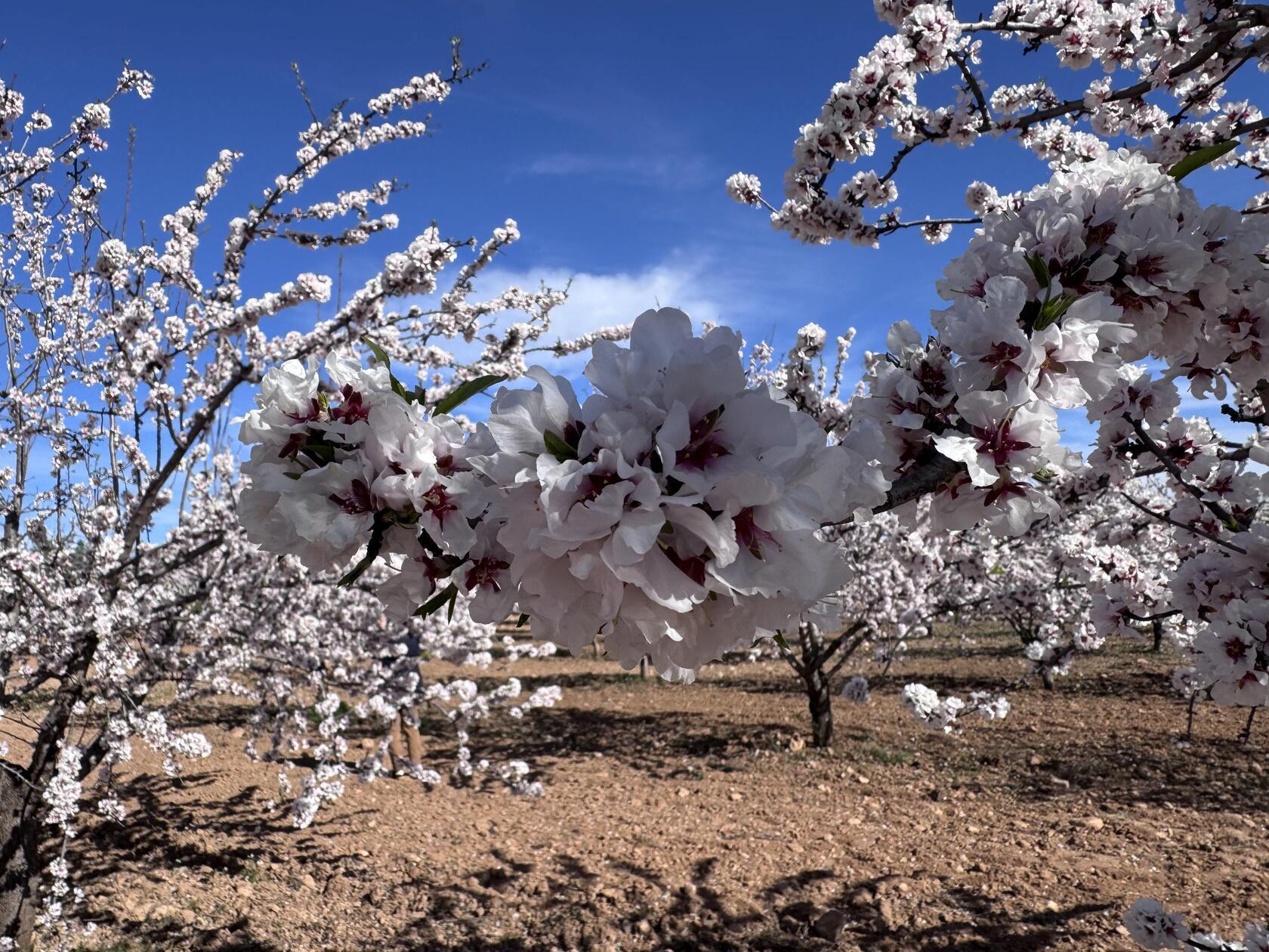 Blützenzauber in der Region Murcia.