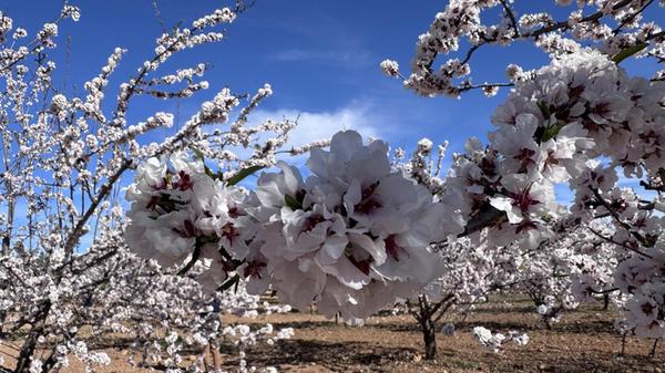 Blützenzauber in der Region Murcia.