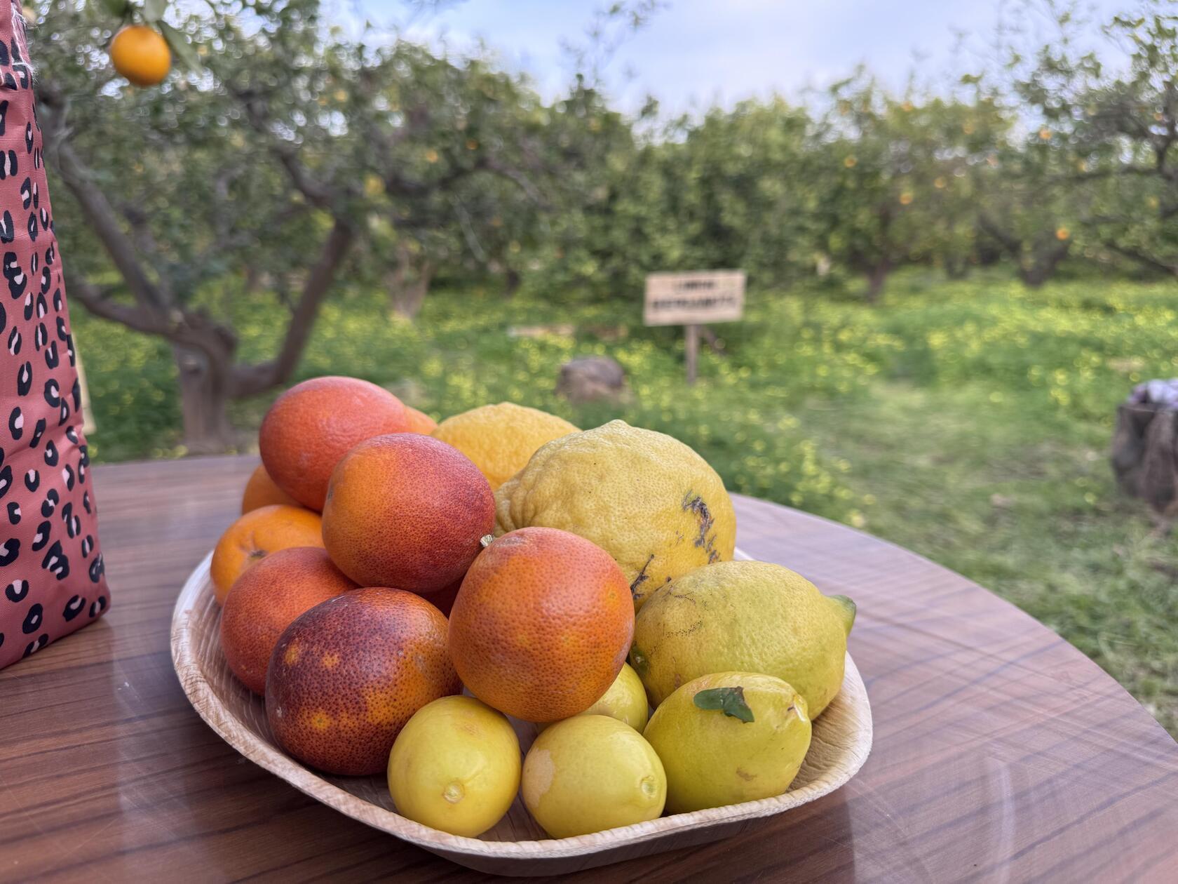 Auch Zitrusfrüchte wachsen entlang des Seguro-Flusses.
