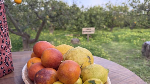 Auch Zitrusfrüchte wachsen entlang des Seguro-Flusses.