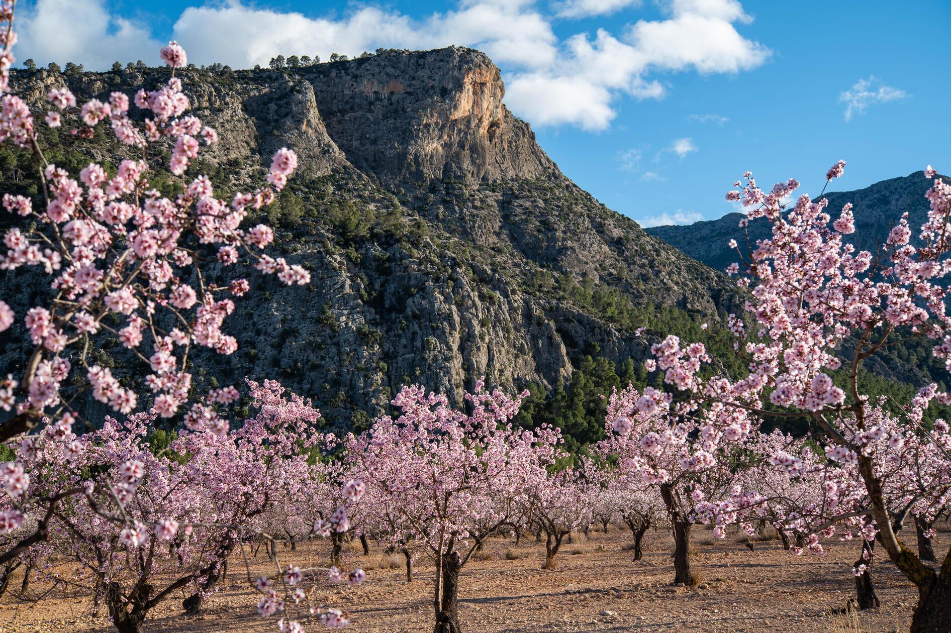 Rund um die Stadt Cieza wachsen auf rund 6000 Hektar über eine Million Pfirsich-, Aprikosen- und Nektarinenbäume.
