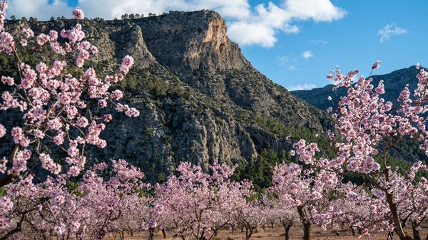 Rund um die Stadt Cieza wachsen auf rund 6000 Hektar über eine Million Pfirsich-, Aprikosen- und Nektarinenbäume.