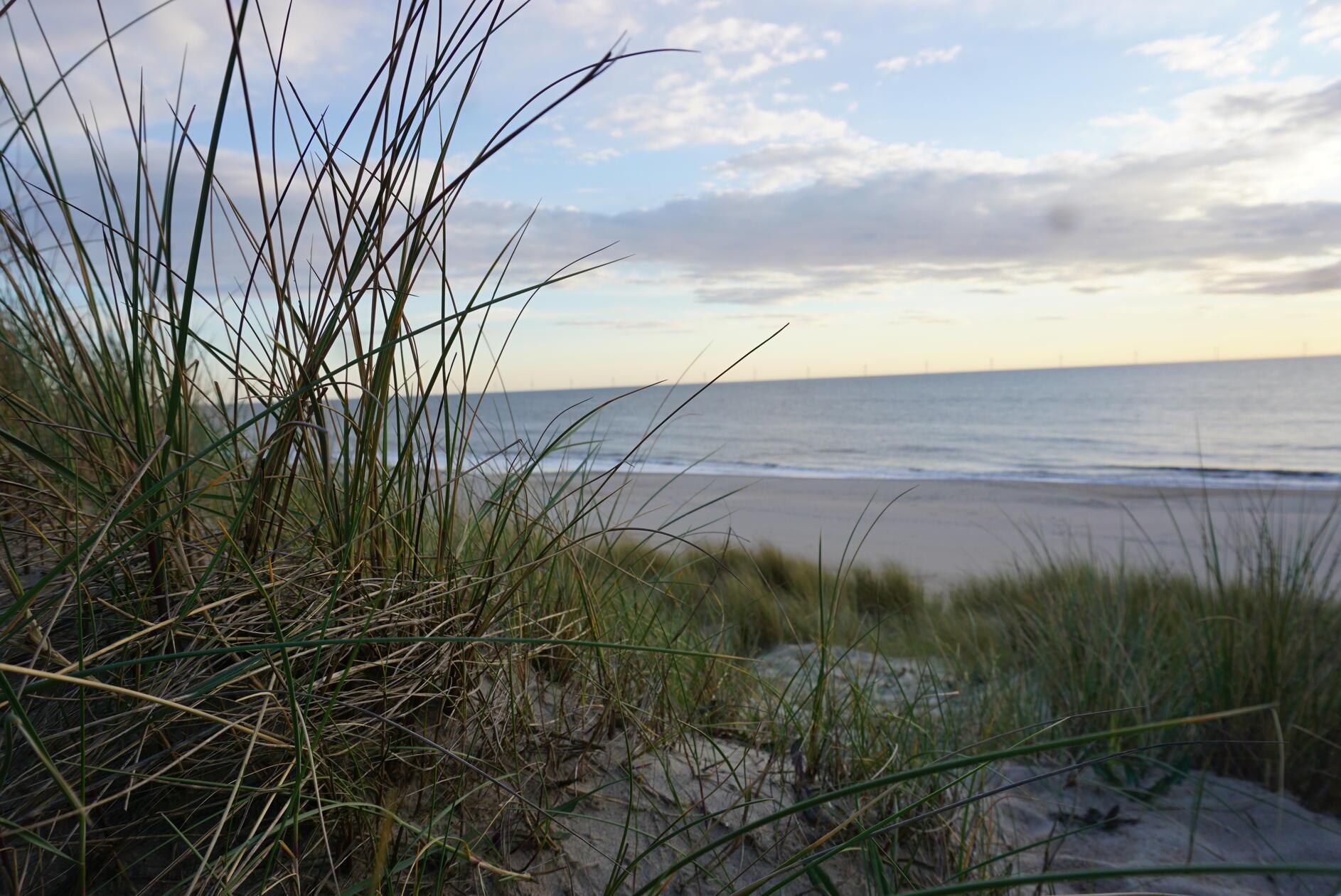 Oder friedlich im Abendlicht liegen.