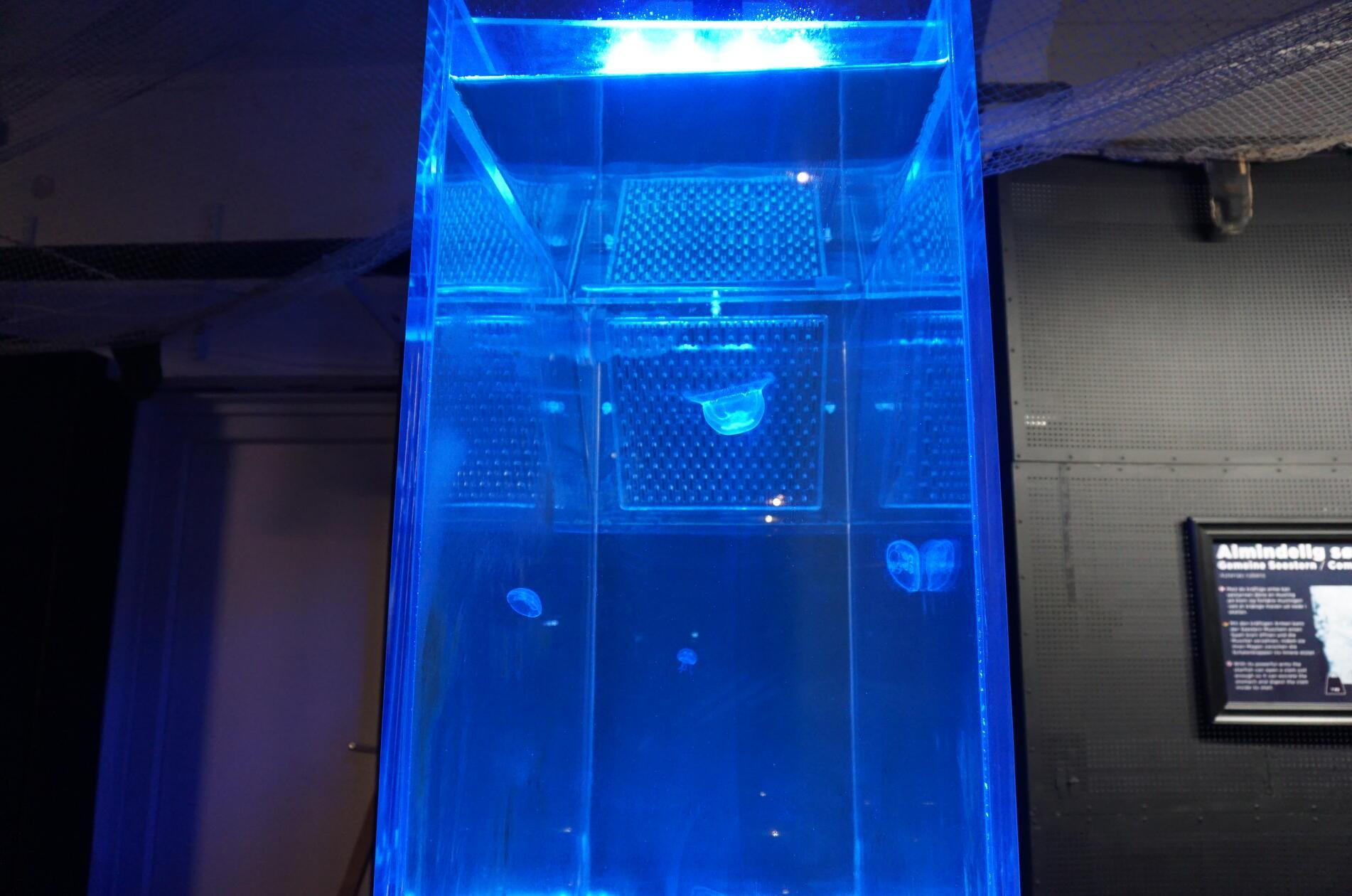 Quallen beobachten ist wie meditieren, nur spannender.