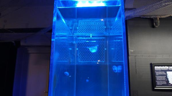 Quallen beobachten ist wie meditieren, nur spannender.