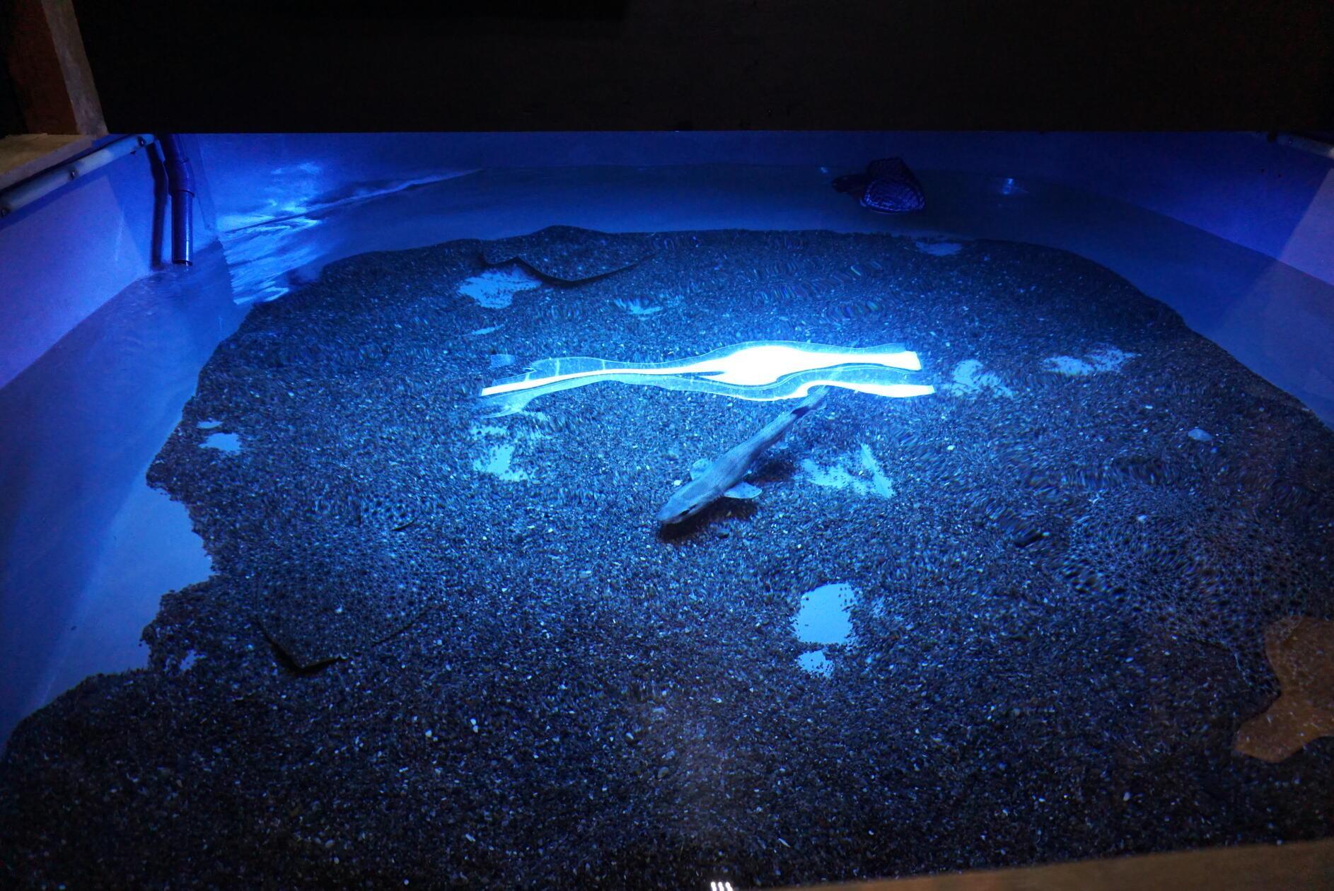 Streicheln ist im Jyllandsaquarium ausdrücklich erlaubt. In diesem Becken schwimen Steinbutte und Katzenhaie.