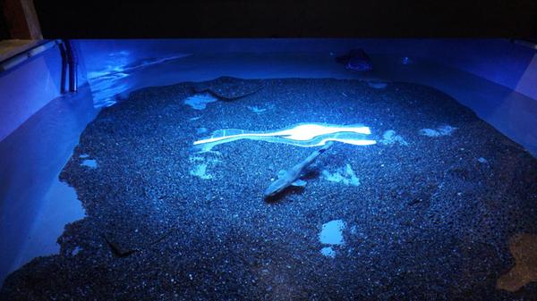 Streicheln ist im Jyllandsaquarium ausdrücklich erlaubt. In diesem Becken schwimen Steinbutte und Katzenhaie.