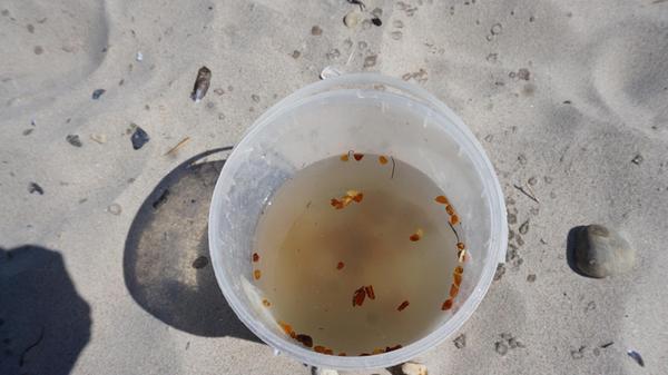 Salztest: Was im Wasser mit ca. 20 Prozent Salzgehalt oben schwimmt, ist Bernstein. Steine sinken.