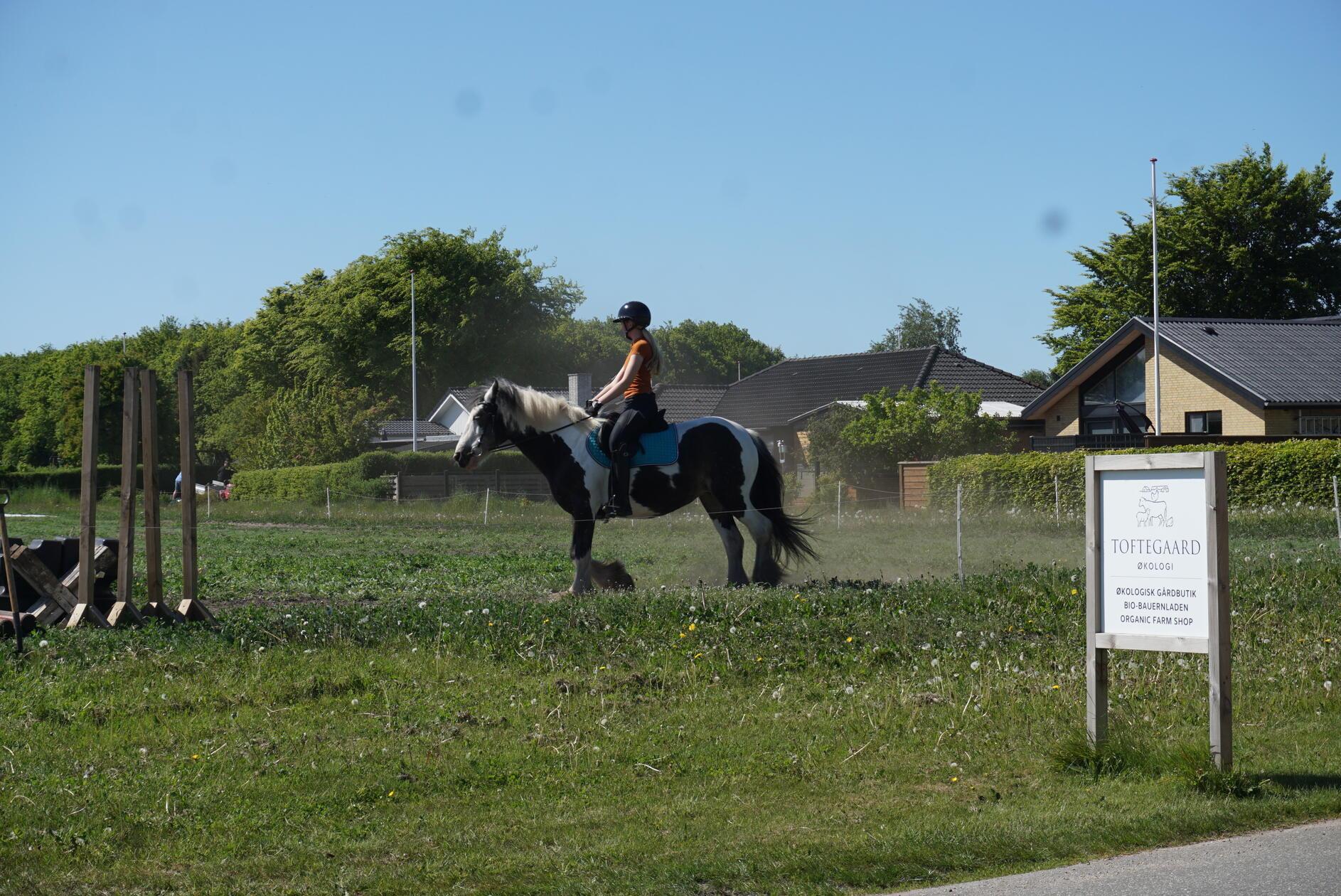 Sich mit regionalen Bio-Produkten eindecken kann man zum Beispiel im Hofladen von Toftegård Økologi.