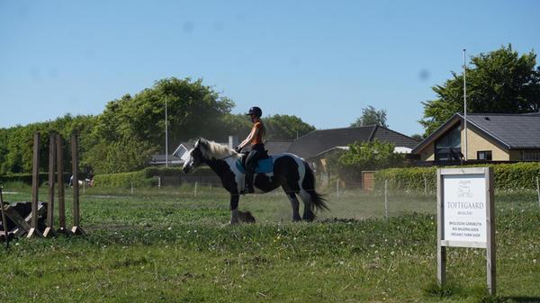 Sich mit regionalen Bio-Produkten eindecken kann man zum Beispiel im Hofladen von Toftegård Økologi.