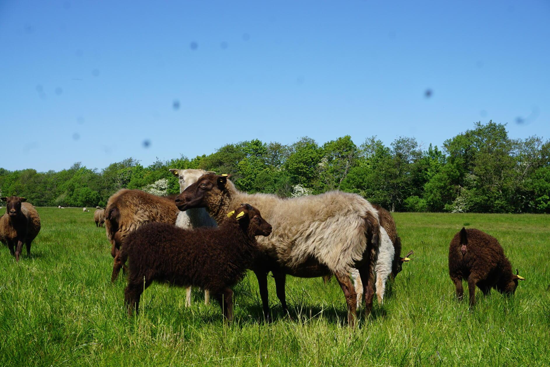 75 schwarz-braun-weiße Islandschafe grasen rund um den Hof in Nørre Nebel.