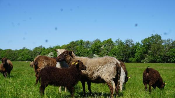 75 schwarz-braun-weiße Islandschafe grasen rund um den Hof in Nørre Nebel.