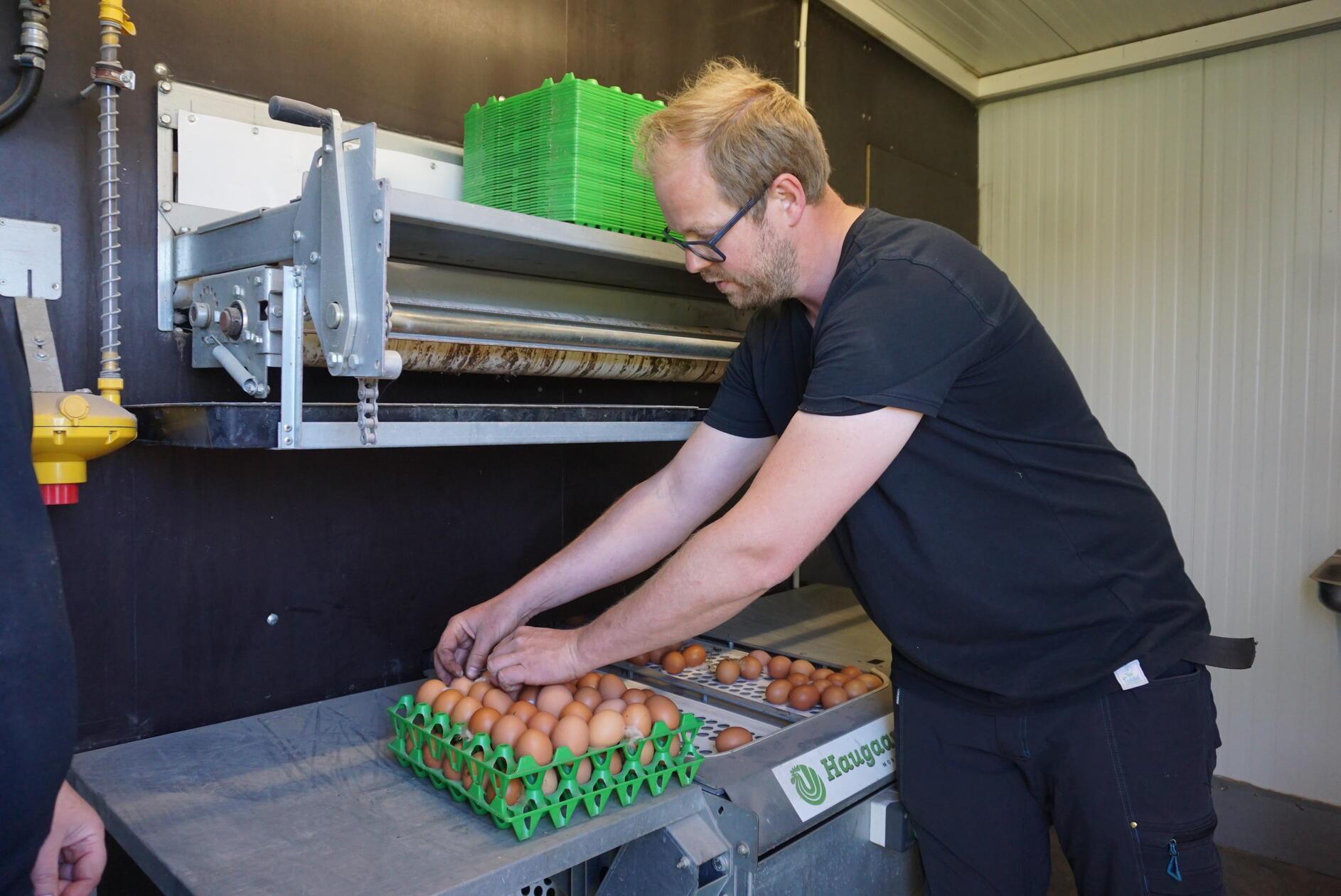 Ihr Mann Robert Kjægaard og Mourittsen zeigt, wie die Eier vollautomatisch aus den Nestern geholt und nur noch verpackt werden müssen.