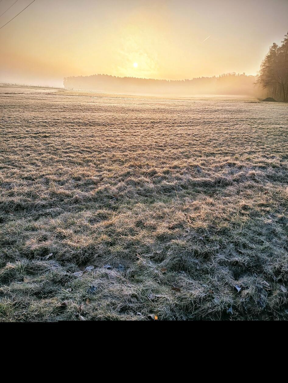 Morgenstimmung beim Gassi-gehen in Belmbrach.