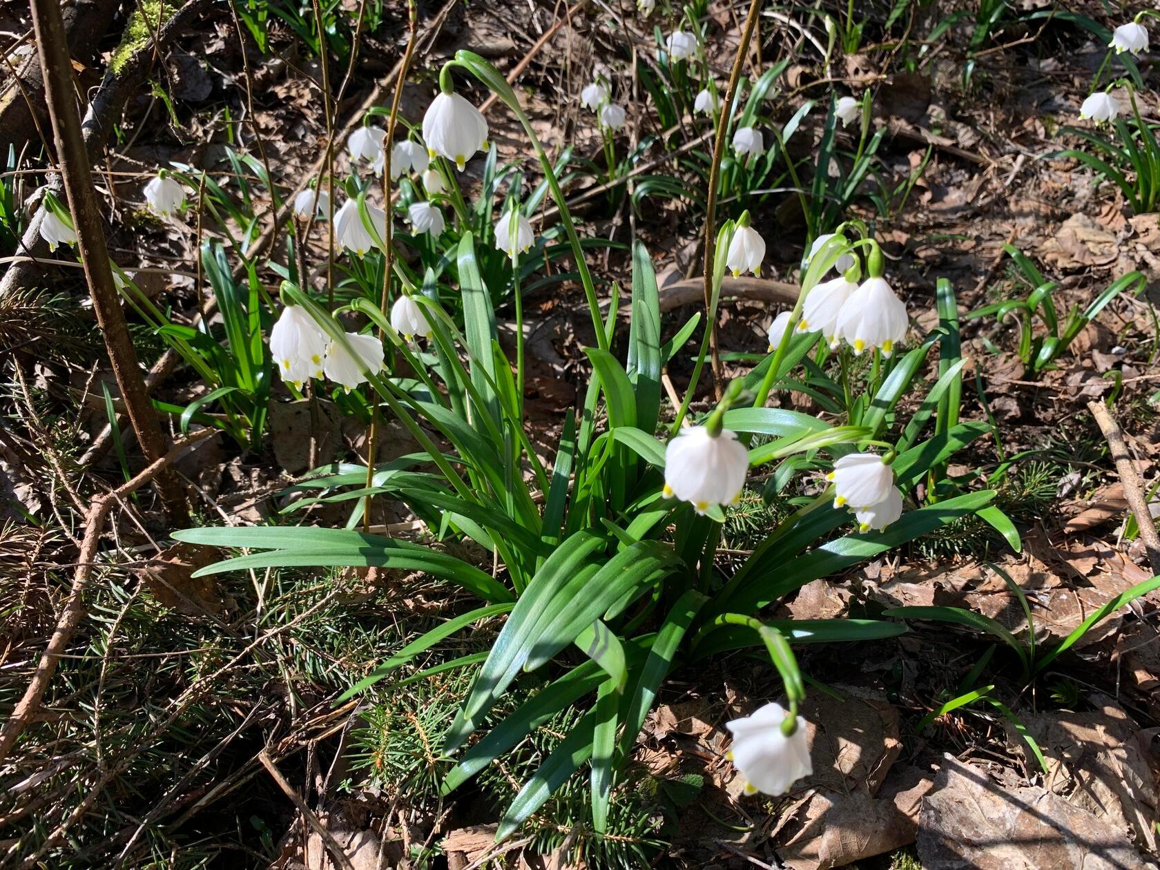 Märzenbecher in der Soos bei Rednitzhembach.