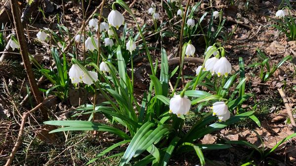 Märzenbecher in der Soos bei Rednitzhembach.