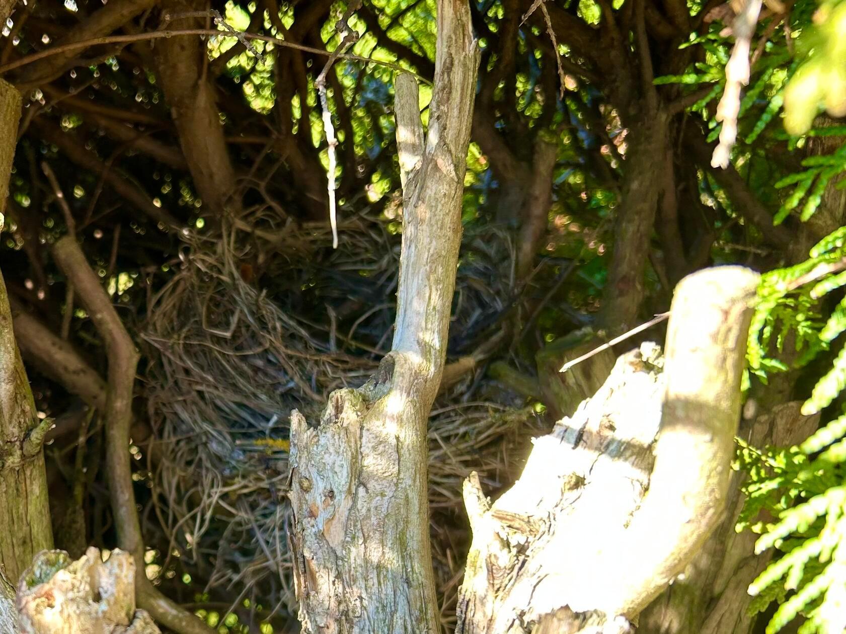 Die Amseln bauen schon ihre Nester, gesehen im Garten unseres Lesers.