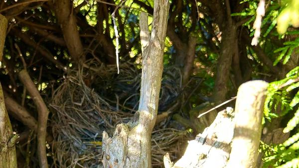 Die Amseln bauen schon ihre Nester, gesehen im Garten unseres Lesers.