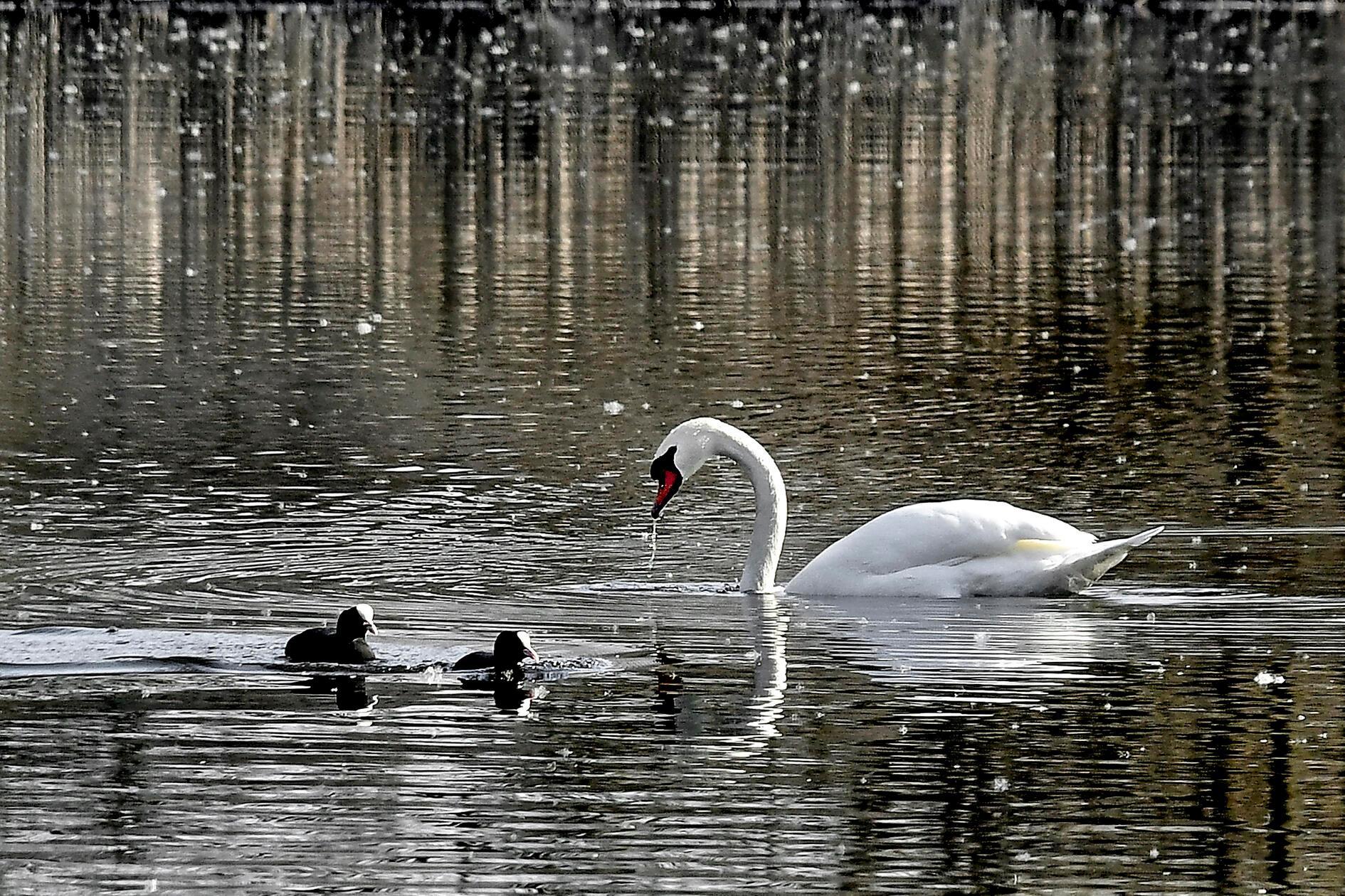 Ein klarer Wassertropfen hängt an seinem Schnabel, gleitet langsam hinab und funkelt im Sonnenlicht. Er erzählt vom gerade beendeten Tauchgang und verleiht der Szene etwas Lebendiges. Gesehen im Naturschutzgebiet Weiherhaus bei Pillenreuth, südlich von Nürnberg nahe Katzwang.