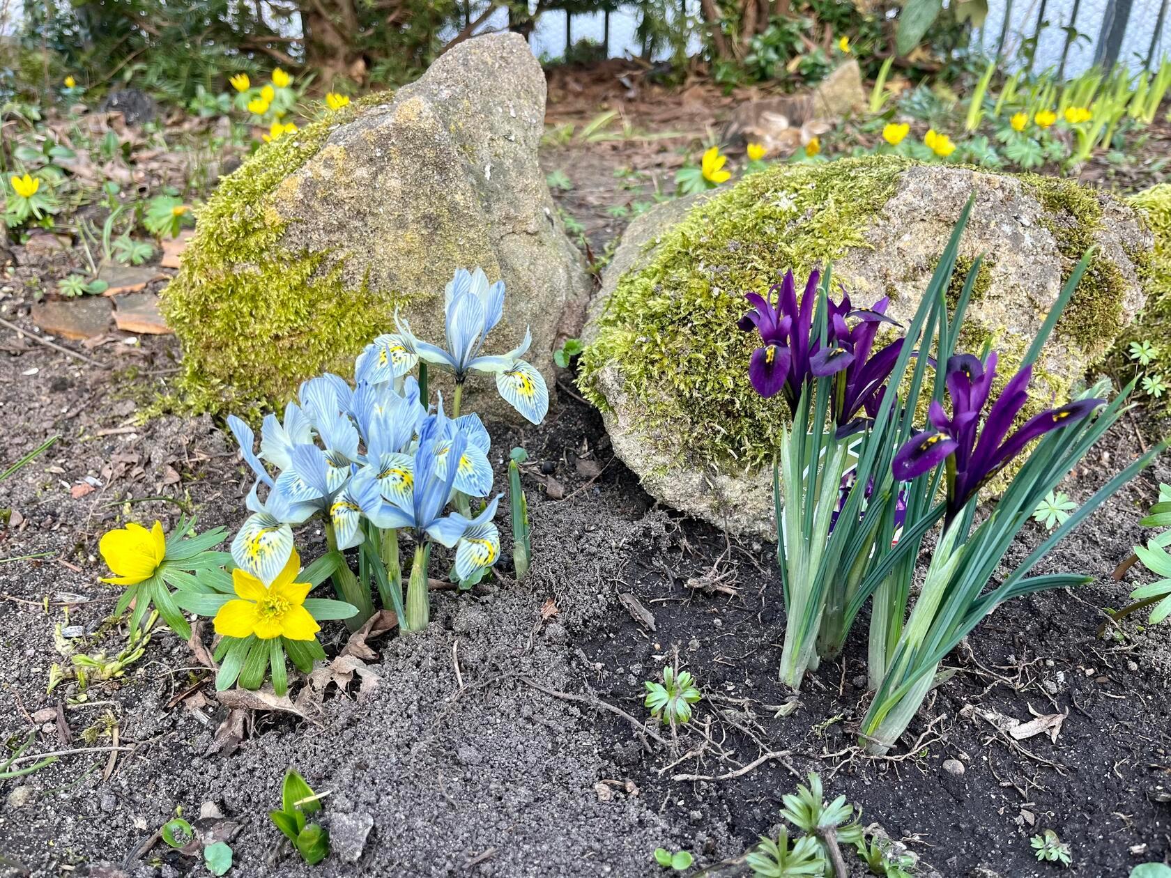 Frühlingsblühen im Garten unseres Lesers.