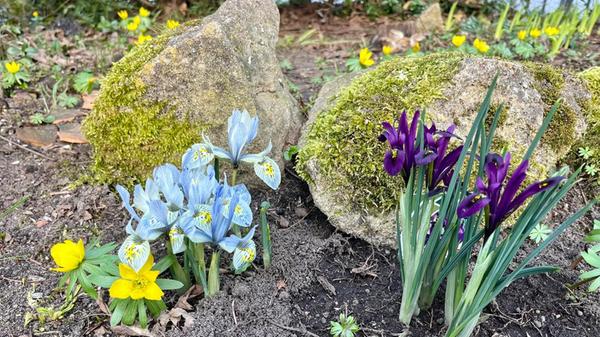 Frühlingsblühen im Garten unseres Lesers.