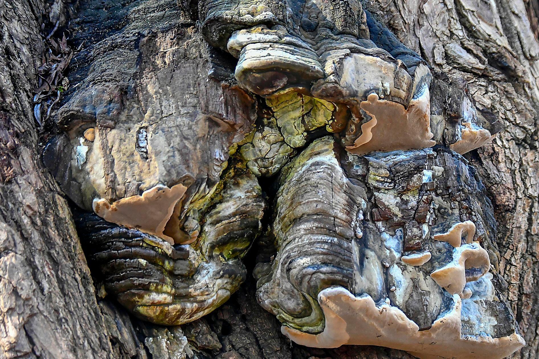 In den Spalten und Vertiefungen dieses Baumes haben sich mehrere Konsolenpilze angesiedelt, die wie kleine Regale oder Muscheln aus dem Holz hervorragen.