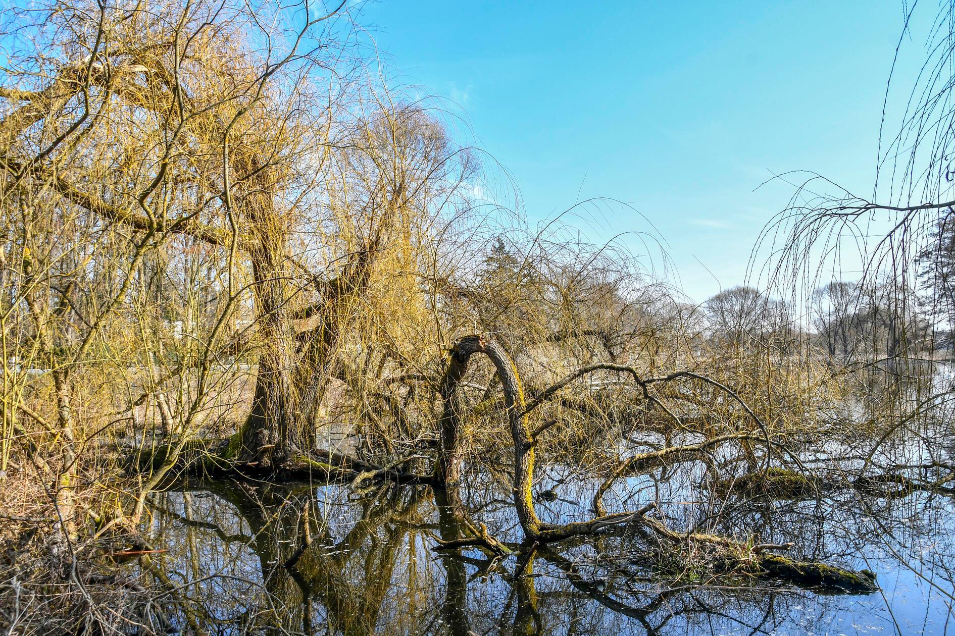 Dieser Baum wirkt uralt und verwittert. Sein Stamm ist knorrig und teilweise stark zerfallen. Die rissige Rinde formt dicke, verdrehte Wülste und höckerartige Strukturen, die dem Baum ein fast skulpturhaftes Aussehen verleihen.