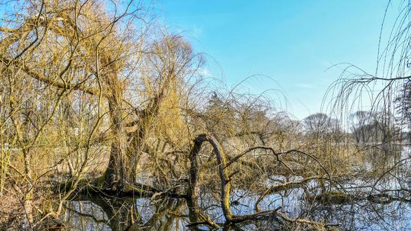 Dieser Baum wirkt uralt und verwittert. Sein Stamm ist knorrig und teilweise stark zerfallen. Die rissige Rinde formt dicke, verdrehte Wülste und höckerartige Strukturen, die dem Baum ein fast skulpturhaftes Aussehen verleihen.
